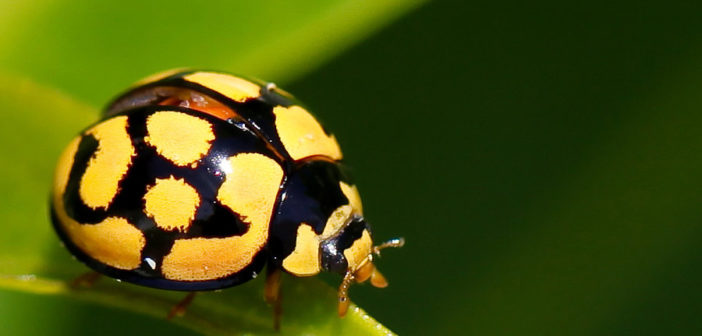 coccinella gialla