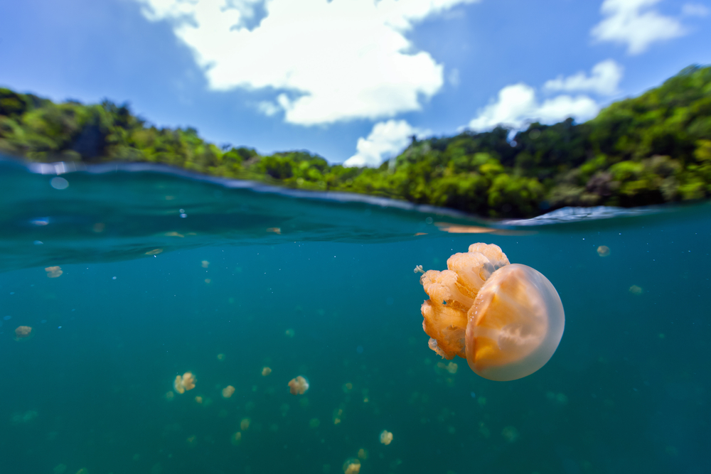 9 cose che non sapevi sulle meduse meduse