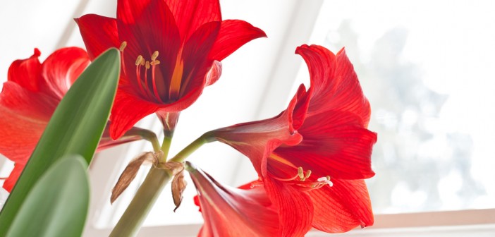 festa della donna Amaryllis festa della donna