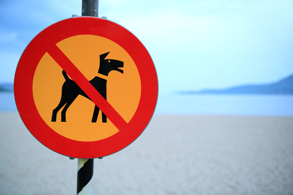 Regole per i cani in spiaggia: Ecco tutte le risposte