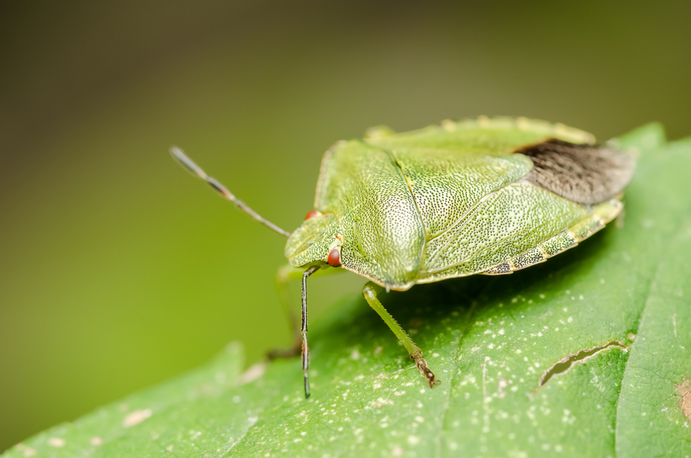 6 metodi naturali per tenere lontane le cimici