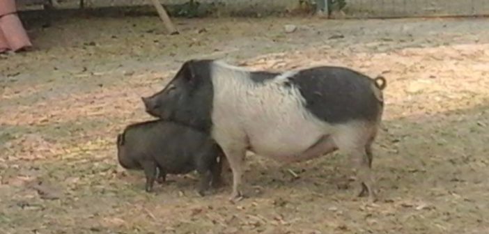 santuario animali