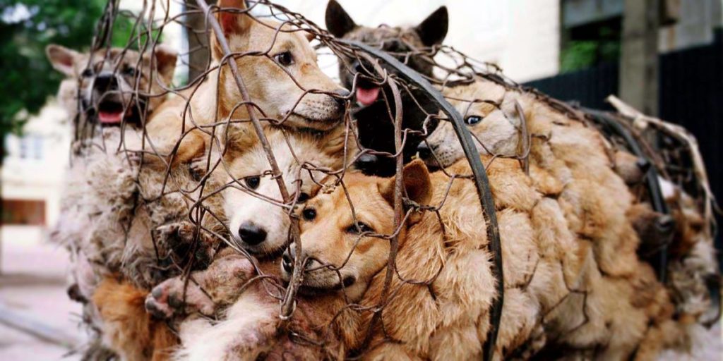 Festival di Yulin, come contribuire per salvare i cani dal massacro festival cani yulin
