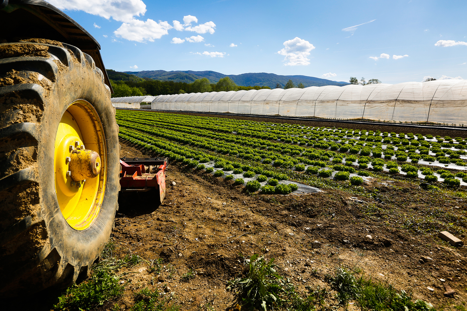 Aprire azienda agricola Come fare? Leggi questi 6 punti