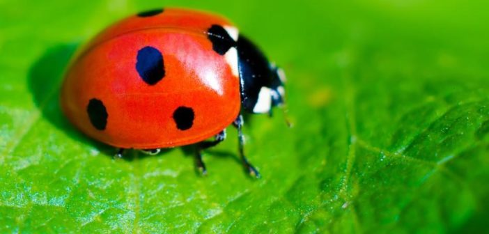 coccinella