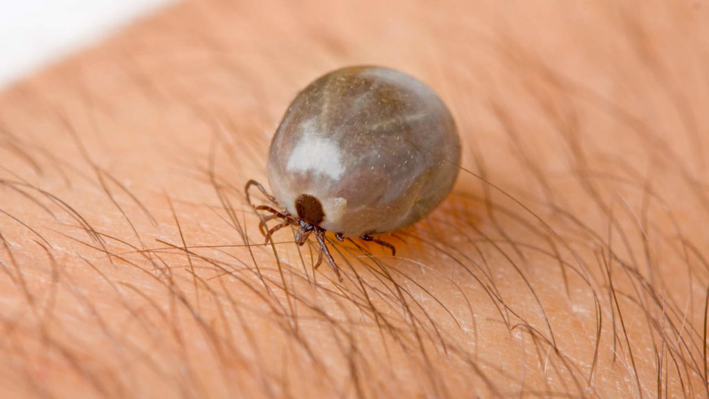 Zecca: Come rimuoverla e le malattie che può trasmettere zecca