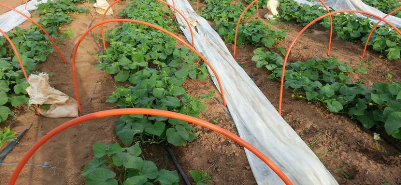 La storia e gli 8 principi base dell’orto sinergico irrigazione orto sinergico