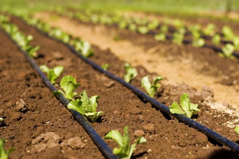 Come fare l’orto sinergico in 7 passaggi irrigazione orto sinergico
