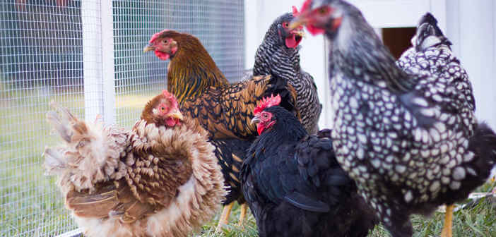 Allevamento domestico galline ovaiole, per uova cruelty free