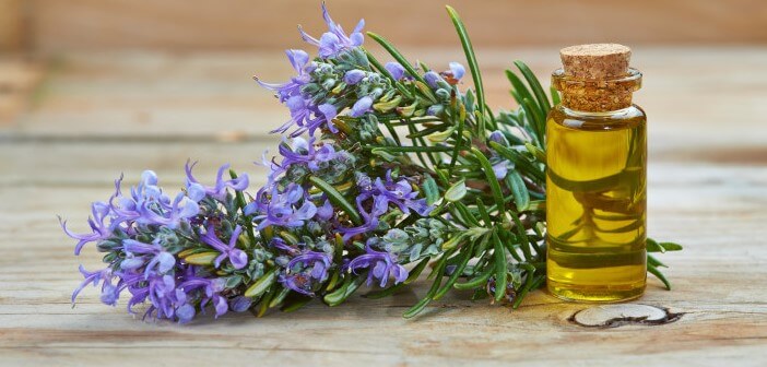 Olio essenziale di rosmarino, alleato di bellezza olio essenziale di rosmarino
