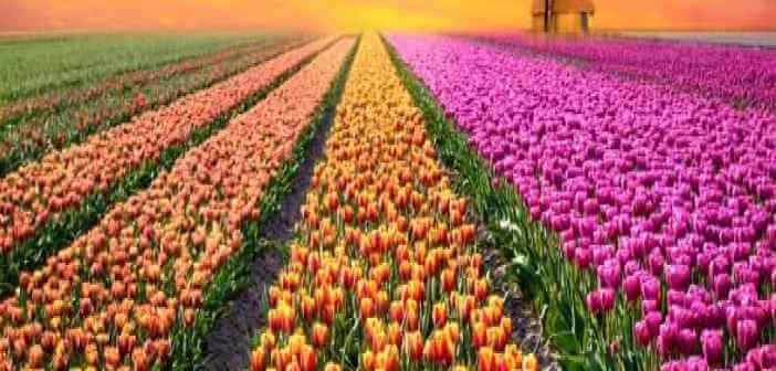 Piantare tulipani: Ecco le migliori tecniche tulipani