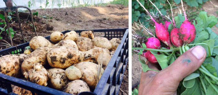 produzione di ortaggi biologici