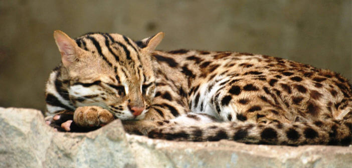 gatto leopardo