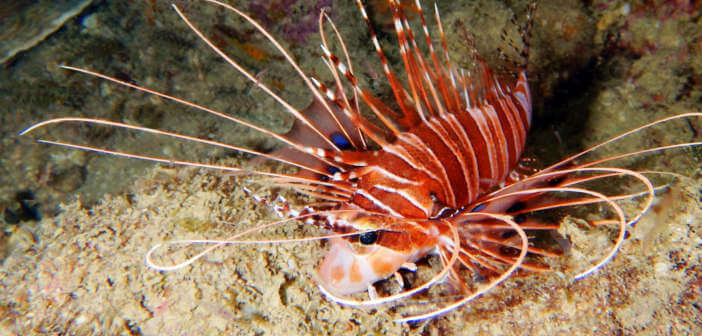 pesce cobra