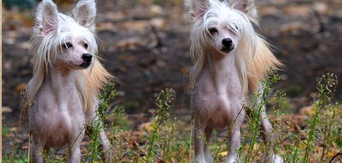 cane nudo cinese