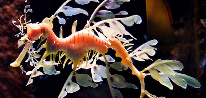animali stravaganti dragone foglia animali stravaganti dragone foglia