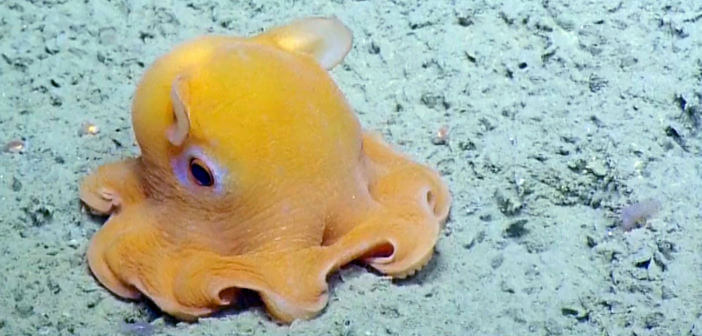 animali buffi dumbo octopus