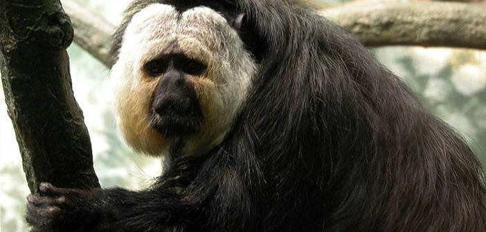 animali stravaganti scimmia saki animali goffi scimmia saki