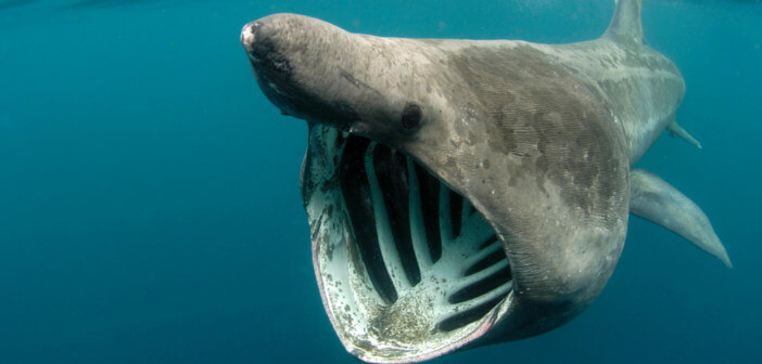 animali paurosi squalo bocca larga