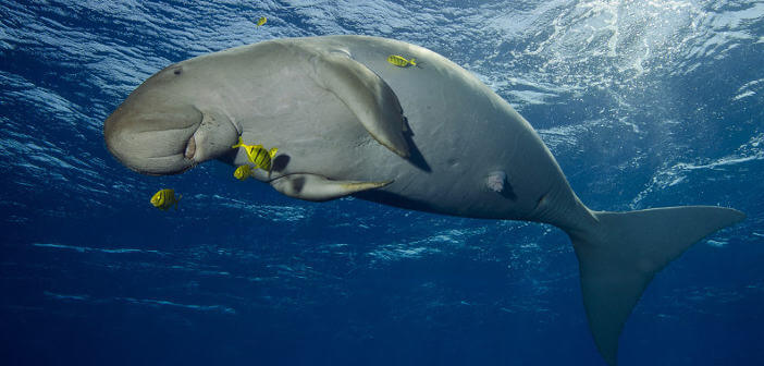 dugongo-sirena-mare