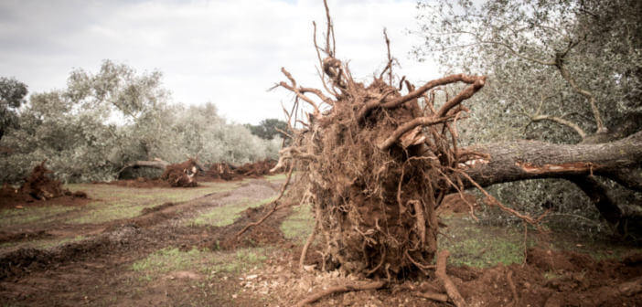 ulivi-puglia