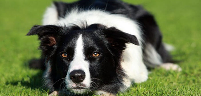 Border Collie: caratteristiche, carattere e prezzo border-collie
