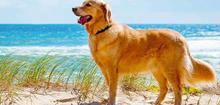 Golden retriever: caratteristiche, carattere e prezzo Golden retriever