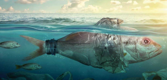 Le Isole Tremiti si adoperano per un mondo Plastic Free isole-tremiti-plastic-free