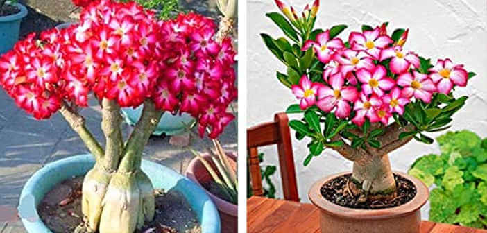 Piante grasse con fiorellini Adenium pianta grassa