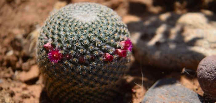 Piante grasse con fiorellini Delosperma Mammillaria