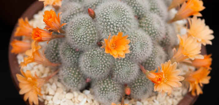 pianta grassa con fiorellini Rebutia 