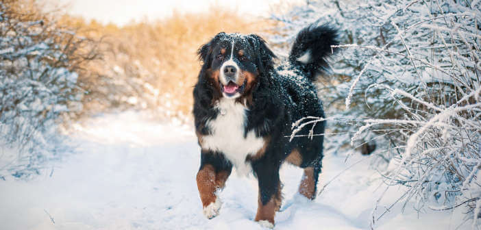 Bovaro del bernese: Aspetto, carattere e come adottarlo Bovaro del bernese