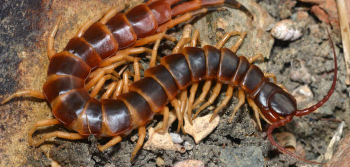 Scolopendra: Caratteristiche e pericolosità di questo comune millepiedi Scolopendra