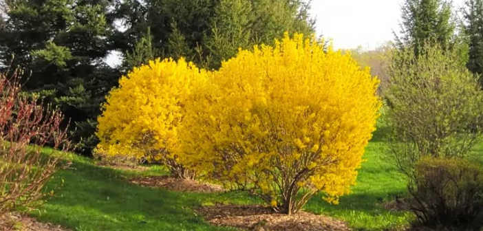 Forsizia: cos’è, come si coltiva, fioritura e come si pota Forsizia pianta