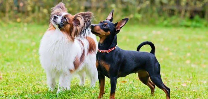 Cani di piccolissima taglia: quali sono e come scegliere principali cani di piccolissima taglia che puoi adottare